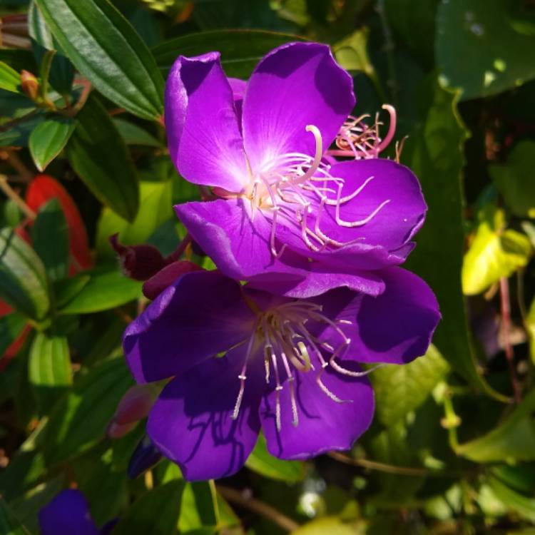 Plant image Tibouchina urvilleana