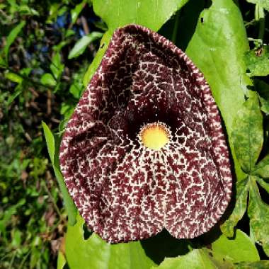 Aristolochia Elegans