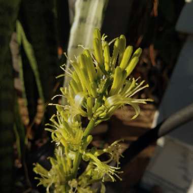 Sansevieria zeylanica