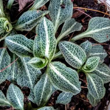 Goodyera pubescens