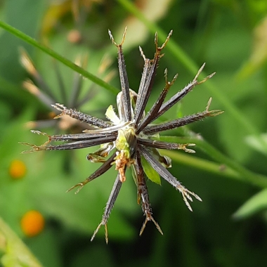 Bidens pilosa