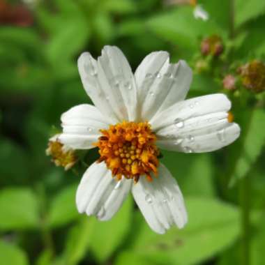 Bidens pilosa