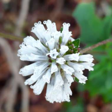 Melanthera Nivea