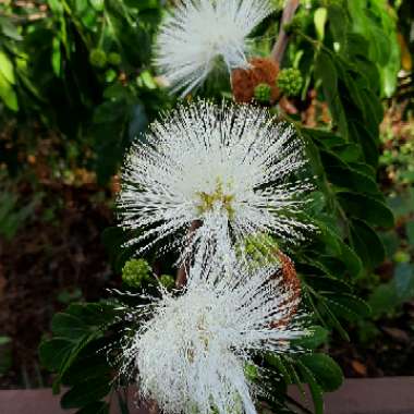 Calliandra