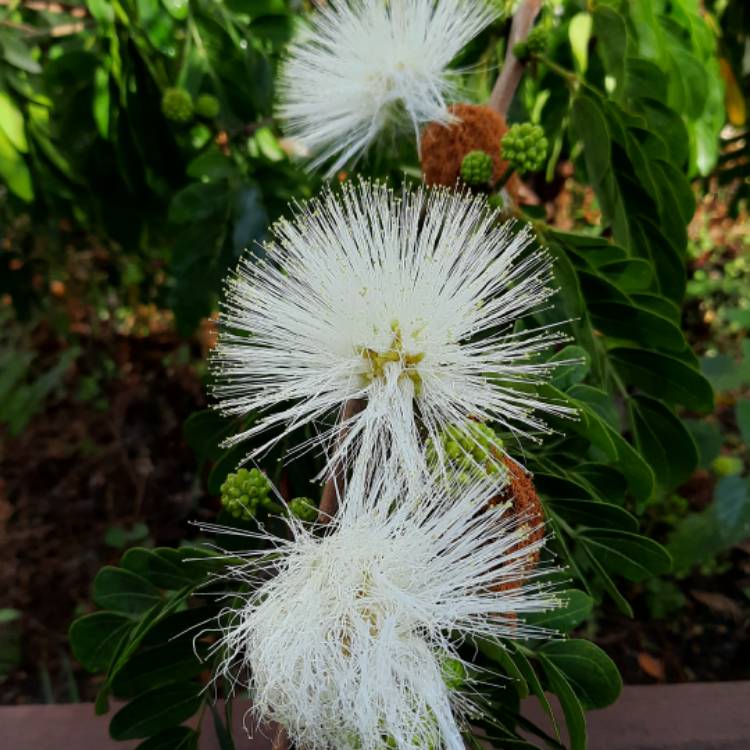 Plant image Calliandra