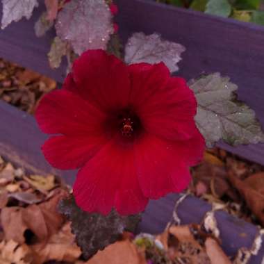 Hibiscus acetosella