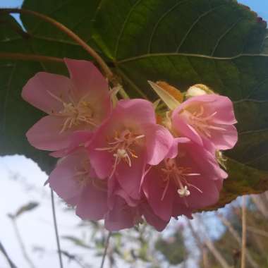 Dombeya Wallichii