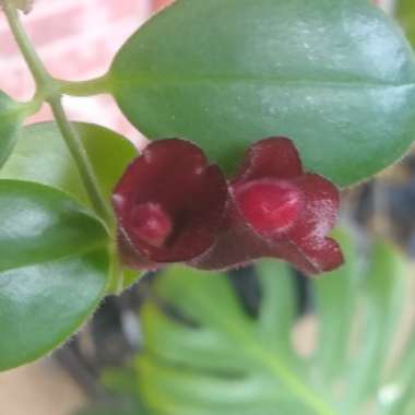 Aeschynanthus 'Mona Lisa'