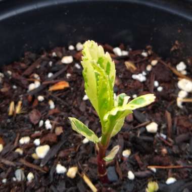 Eupatorium Fortunei "Pink Frost"