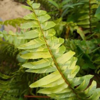 Nephrolepis exaltata