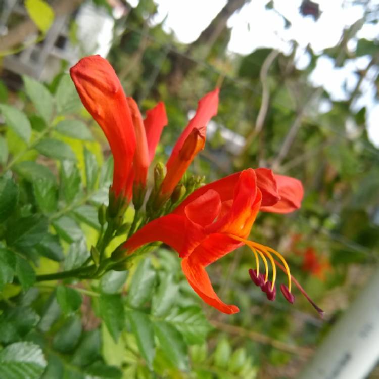 Plant image Tecoma Capensis