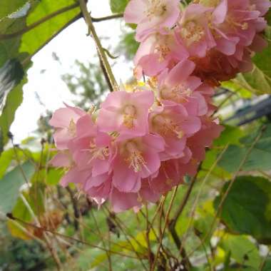 Dombeya Wallichii