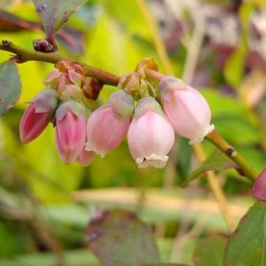 Vaccinium corymbosum