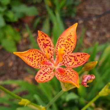 Iris domestica syn. Belamcanda chinensis