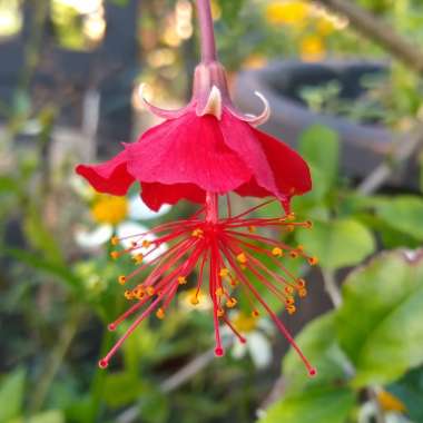 Hibiscus Grandideri