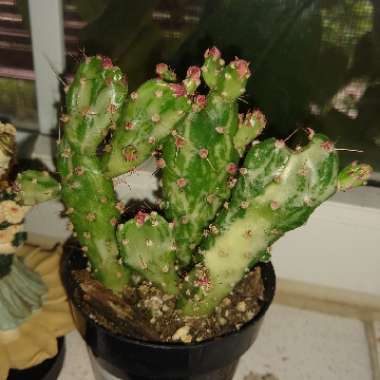 Opuntia monacantha f. monstruosa variegata