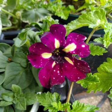 Petunia 'Kleph18389' syn. Petunia 'Starry Sky Burgundy', Petunia 'Headliner Starry Sky Burgundy'