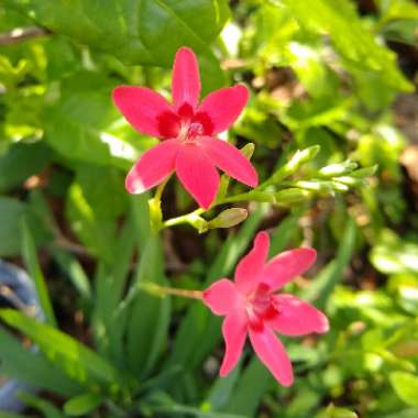 Freesia laxa syn. Anomatheca laxa, Anomatheca cruenta, Lapeirouisa cruenta, Lapeirousia laxa