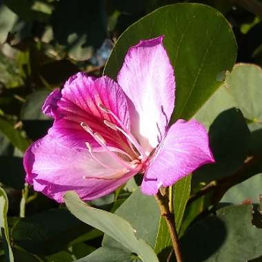 Bauhinia x  blakeana