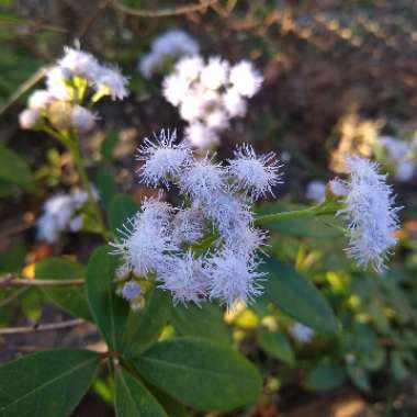 Ageratum houstonianum