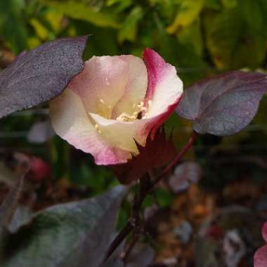 Gossypium hirsutum 'Red Foliated'