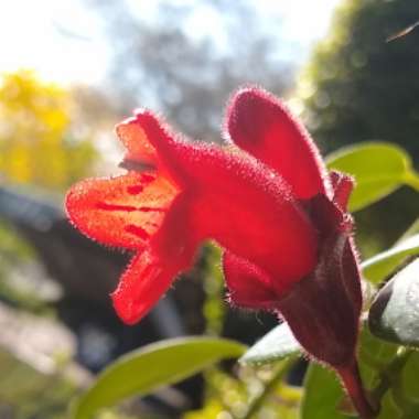 Aeschynanthus 'Mona Lisa'