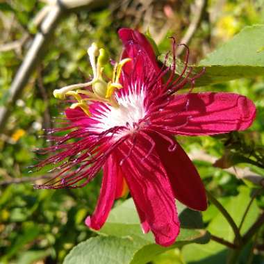 Passiflora 'Lady Margaret'