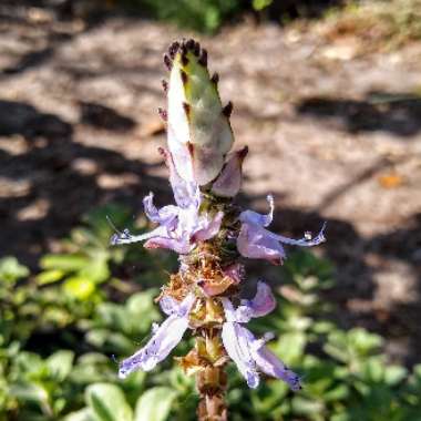 Plectranthus