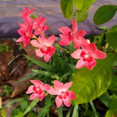 Freesia laxa syn. Anomatheca laxa, Anomatheca cruenta, Lapeirouisa cruenta, Lapeirousia laxa