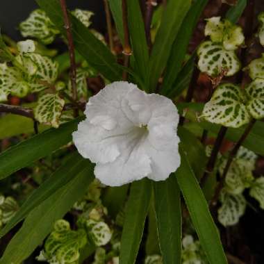 Ruellia