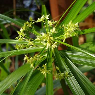 Cyperus involucratus syn. Cyperus alternifolius