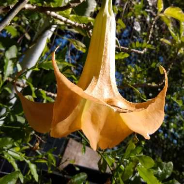 Brugmansia versicolor 'Peaches and Cream'