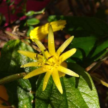 Passiflora Citrina