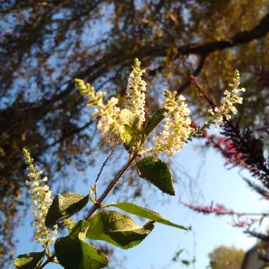 Aloysia Virgata