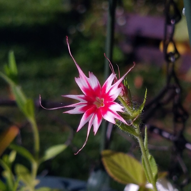 plant image 1449013