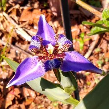 neomarica caerulea