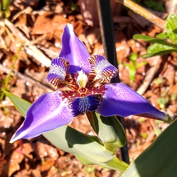 Plant image neomarica caerulea