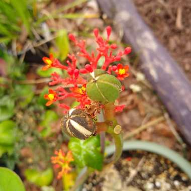 Jatropha Podagrica