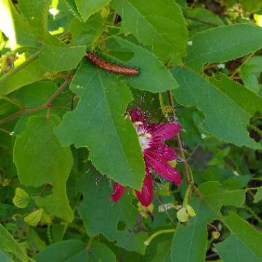 Passiflora 'Lady Margaret'