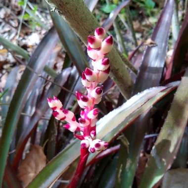 Aechmea "Burgundy"