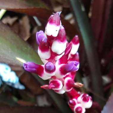 Aechmea "Burgundy"