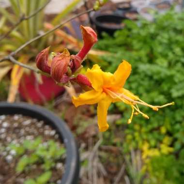 Rhododendron austrinum