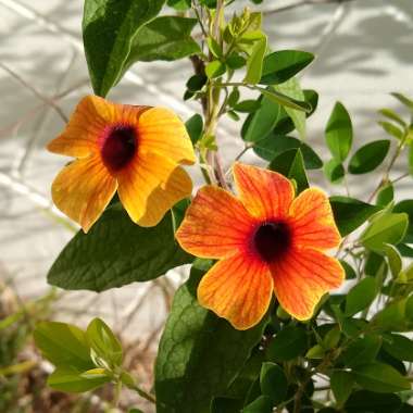 Thunbergia alata 'Arizona Glow'