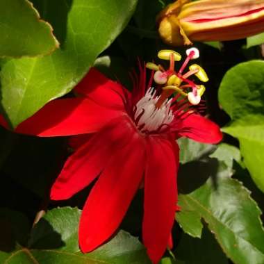 Passiflora Coccinea