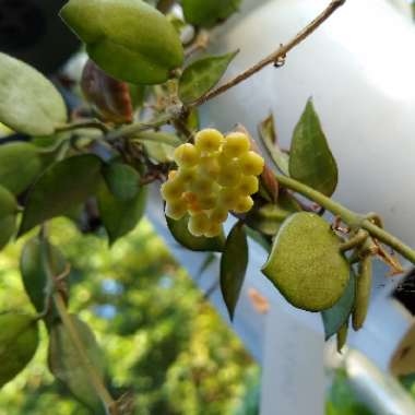 Hoya lacunosa var. lacunosa