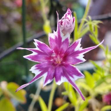 Phlox drummondii 'Twinkle Star' (Mix)