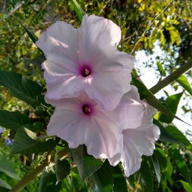 Ipomoea carnea