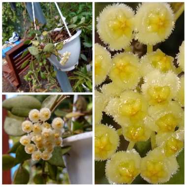 Hoya lacunosa var. lacunosa