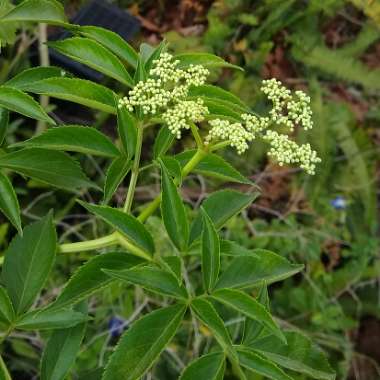 Sambucus nigra