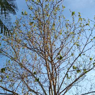 Platanus Occidentalis